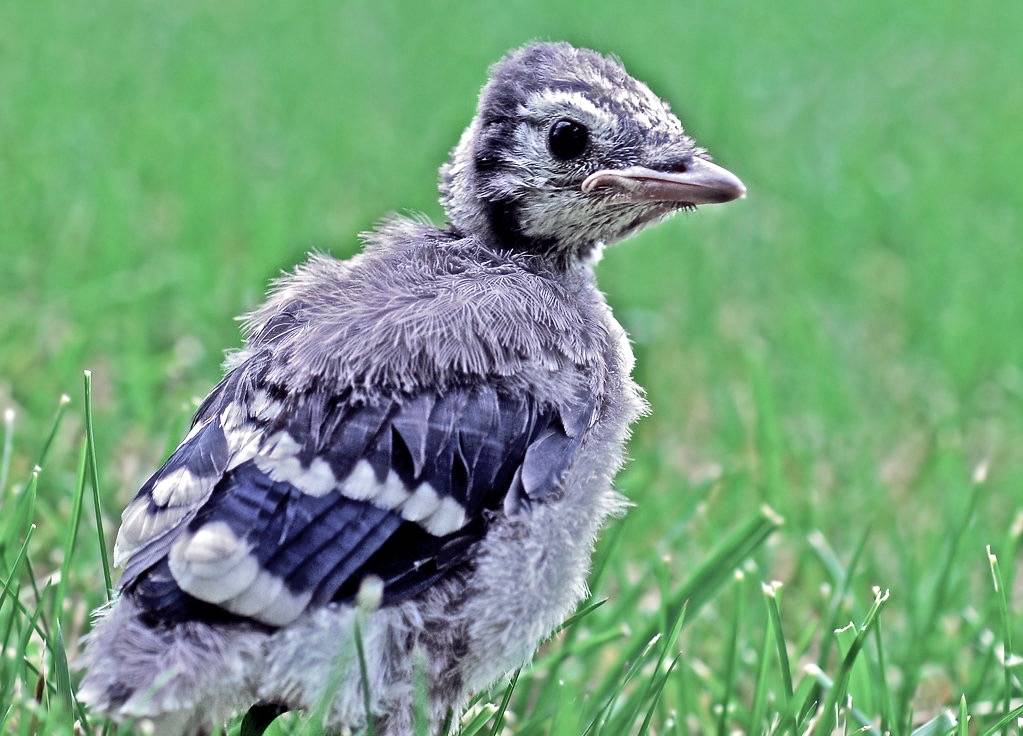 What young Blue Jays are wearing this season by Steve took it is licensed under CC BY-NC-SA 2.0